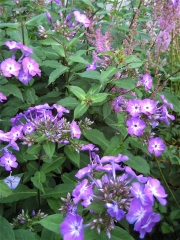 Phlox paniculata Nicky