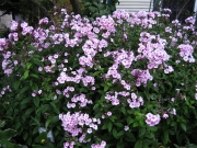 Phlox paniculata Rosy Image