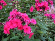 Phlox paniculata Sandra