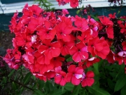 Phlox paniculata Starfire