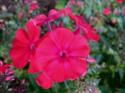 Phlox paniculata Starfire