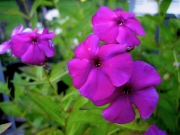 Phlox paniculata The King_ closeup IMG_2843