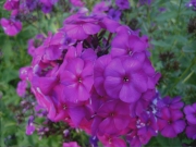 Phlox paniculata The King closeup