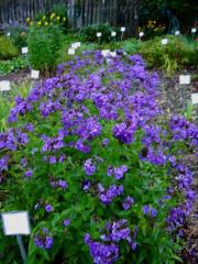 Phlox paniculata The King