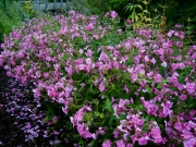Phlox paniculata bright pink
