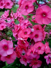 Phlox paniculata bright pink