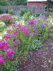 Phlox paniculata en masse