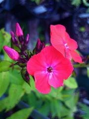 Phlox paniculata fluorescent watermelon
