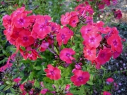 Phlox paniculata fluorescent watermelon