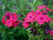 Phlox paniculata fluorescent watermelon