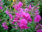 Phlox paniculata hot fuchsia begins in September
