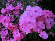 Phlox paniculata late pink