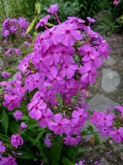Phlox paniculata purple