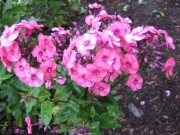 Phlox paniculata pink darker eye