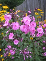 Phlox paniculata pink darker eye