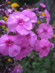 Phlox paniculata pink darker eye closeup