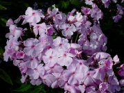 Phlox paniculata pink from Stone's Throw