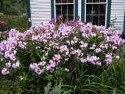 Phlox paniculata pink white eye en masse