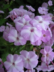 Phlox paniculata pink white eye closeup