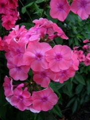 Phlox paniculata pink pinker eye
