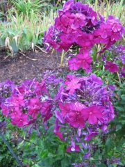 Phlox paniculata tall late fuchsia