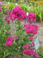 Phlox paniculata tall late hot fuchsia