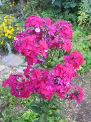 Phlox paniculata tall late hot fuchsia