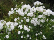 Phlox paniculata tall white