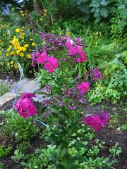 Phlox paniculata Sarah