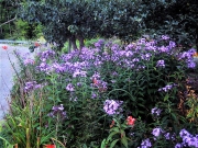 Phlox paniculata en masse pink