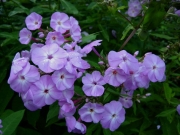 Phlox paniculata pale pink white eye