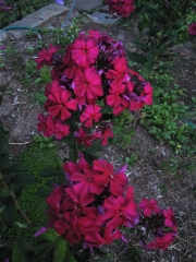 Phlox paniculata red fuchsia