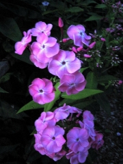 Phlox paniculata pink white eye
