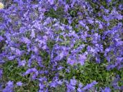Phlox stolonifera Sherwood's purple