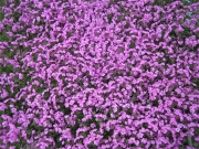 Phlox stolonifera pink