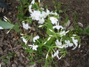 Phlox stolonifera white