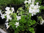 Phlox stolonifera white