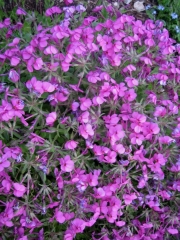Phlox subulata pink