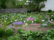 Phlox stoloniferous various colors