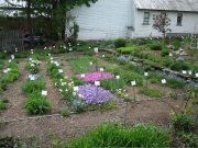 lower garden from upstairs Spring