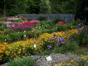 lower garden full bloom phlox