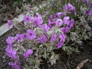 phlox amoena