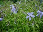 phlox divaricata