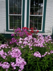 phlox grouping