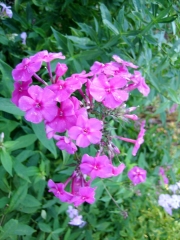 very late phlox