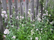 Physostegia virginiana, pale pink
