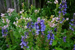 Lobelia siphilitica & Physostegia virginiana greater blue lobelia and pink obedient plant