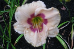 Hemerocallis 'Pin Hill Loving Eyes'