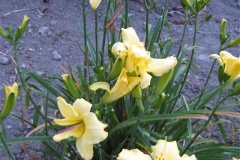 Hemerocallis 'Pineapple Frost'