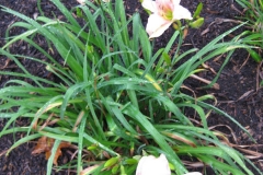 Hemerocallis 'Pink Lace'